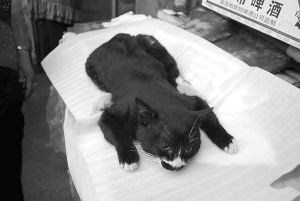 宠物猫怎么抽血