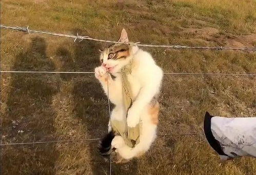 宠物猫绳怎么做