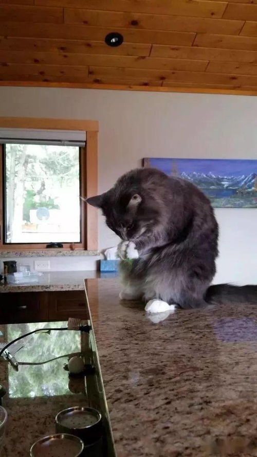 宠物猫怎么套圈子的