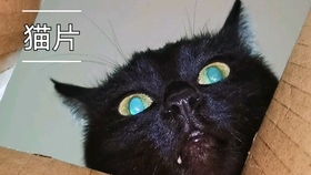 用纸壳做宠物猫窝怎么做
