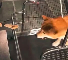 宠物狗怎么跑得快一点呢