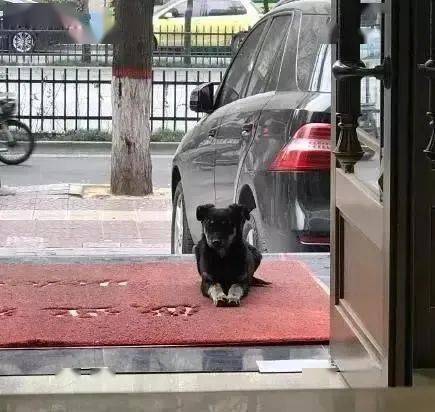 把宠物狗当看门狗怎么办