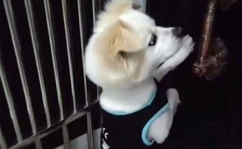 遇到走失宠物狗怎么办
