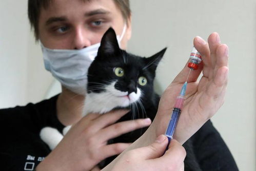 怎么给宠物猫退烧最快
