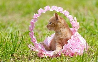 怎么养春天宠物猫呢