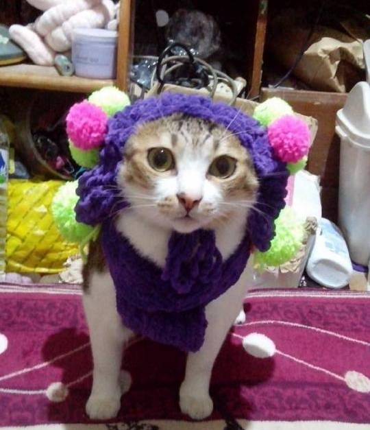宠物猫在家怎么遛