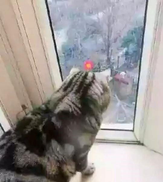 宠物猫直播怎么摆设场景