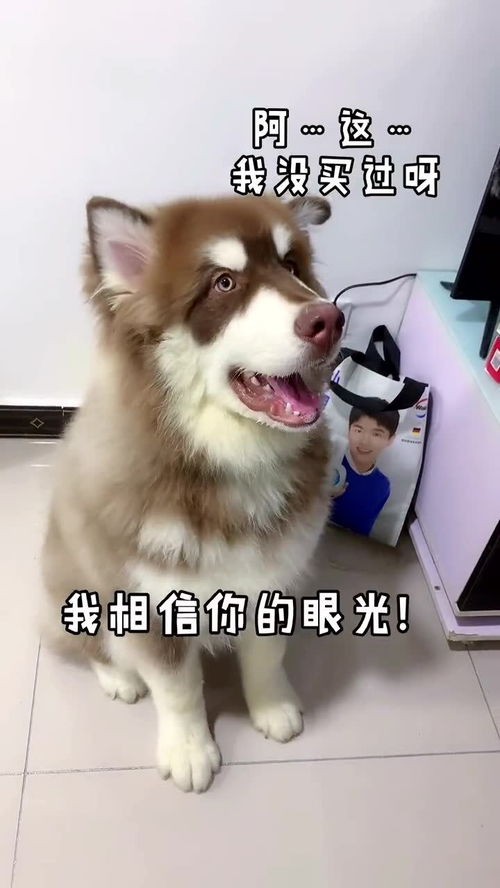 宠物狗狗衣服小奶狗怎么洗