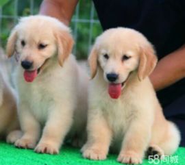 金毛寻回犬多少钱