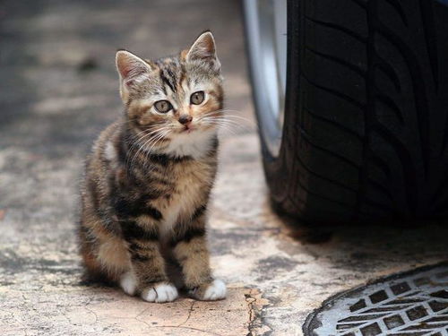 怎么评论宠物猫