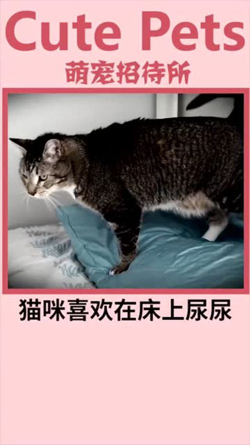 宠物猫在床上尿怎么办啊