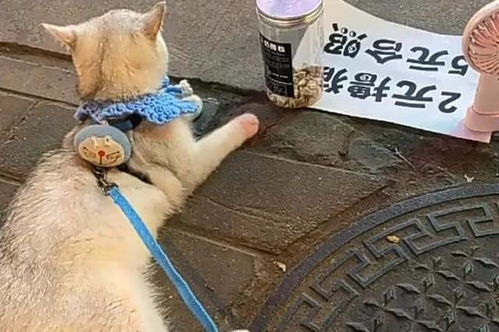 宠物猫狗怎么摆摊