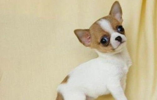 怎么看出来是不是宠物狗