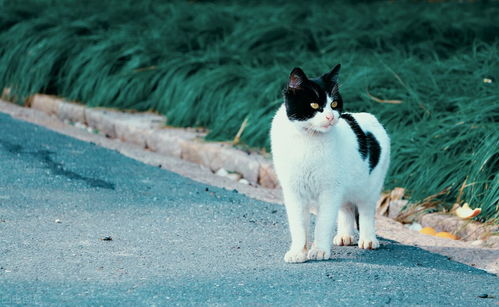 过年怎么运输宠物猫