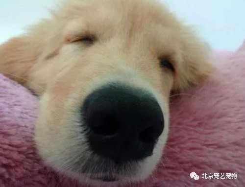宠物狗鼻子老是堵怎么办