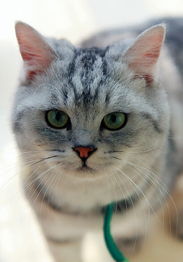 宠物猫怎么捕捉