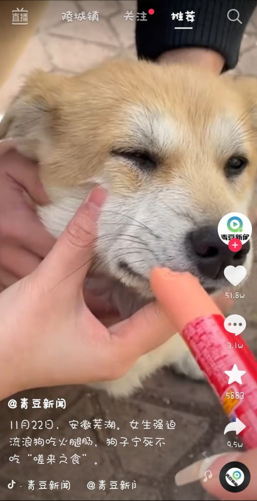 宠物狗拒绝投喂怎么办呢