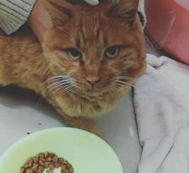 宠物猫怎么转卖