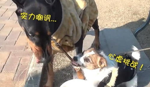不服气的宠物狗怎么办