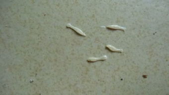 宠物狗大便里有虫怎么办