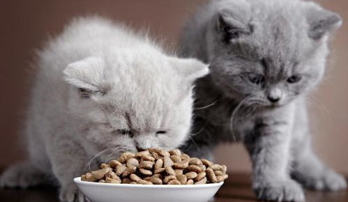 宠物猫粮每天怎么喂