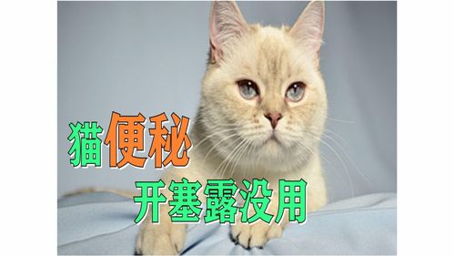 宠物猫开塞露怎么用