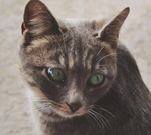 宠物猫很脏怎么洗