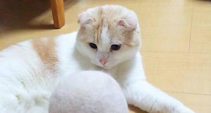 怎么修宠物猫的毛
