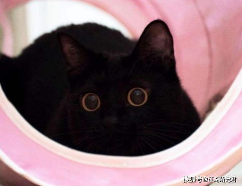 宠物猫怎么下葬的呢