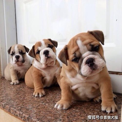 宠物狗凶人怎么教训它呢