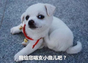 怎么在抖音上养宠物狗呢