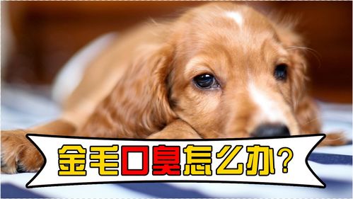 金毛宠物狗口臭怎么办