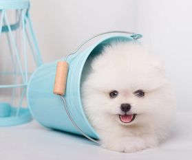 宠物狗小茶杯犬怎么养的