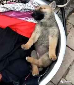 宠物狗配上土狗会怎么样