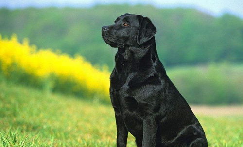 拉不拉犬多少钱一只