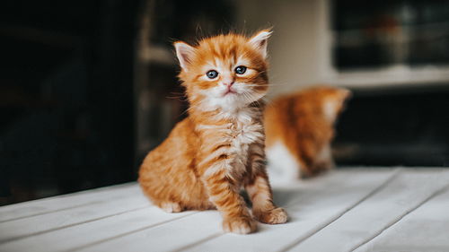 怎么样才是宠物猫