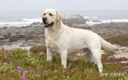 拉布拉多幼犬多少钱一只