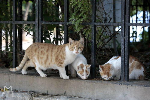 宠物猫怎么教它握手