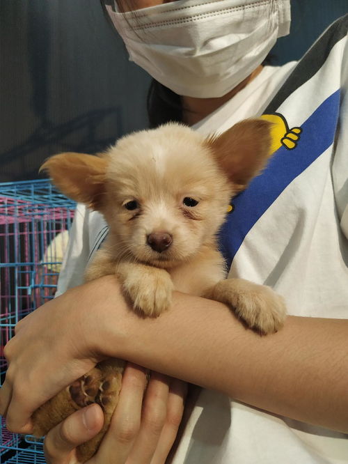 怎么能领养一只宠物狗呢