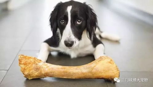 宠物狗碎骨头怎么办啊