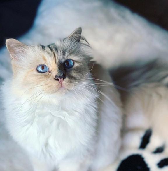 怎么留住宠物猫