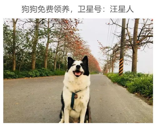 宠物狗怎么带回去养的呢