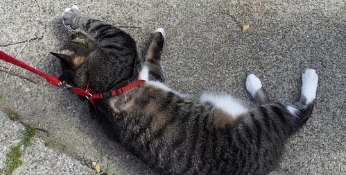 怎么遛宠物猫