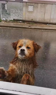 在工地上怎么养宠物狗呢