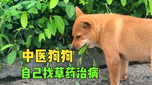 宠物狗不会找草药吃吗怎么办
