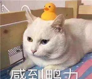 宠物猫怎么托运最好