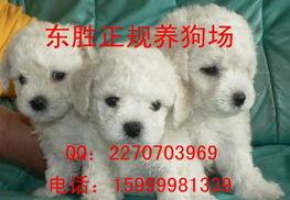 新品种宠物狗怎么养活的