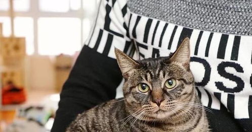 男人怎么养宠物猫好