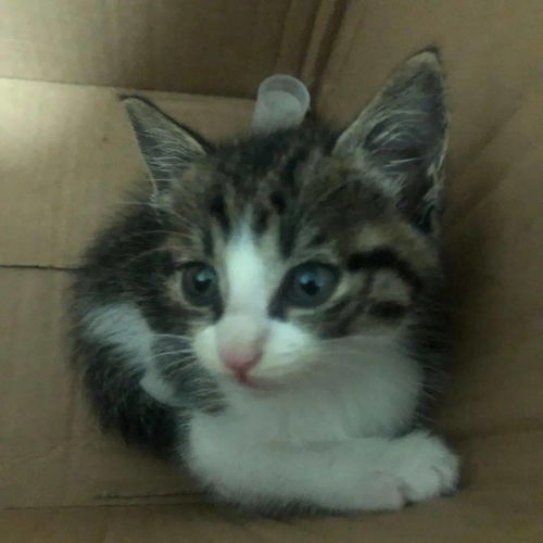 怎么领养多只宠物猫