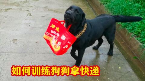 宠物狗快递回家怎么办